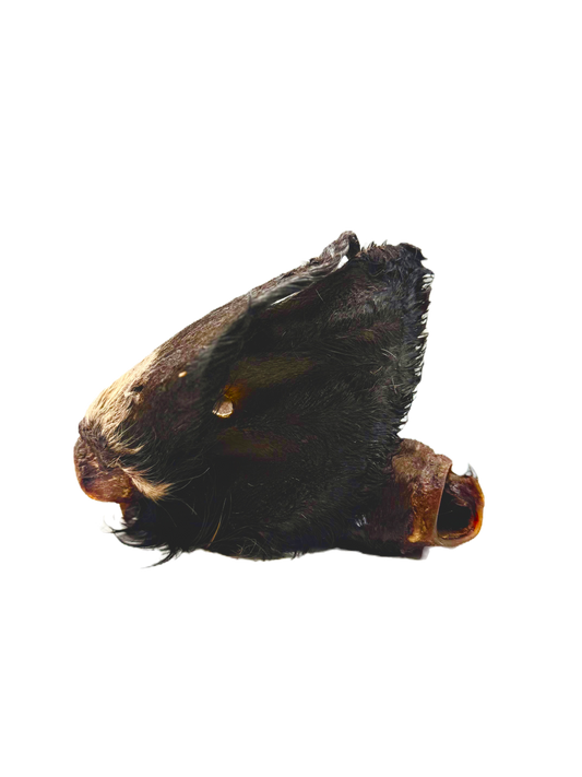 Cow Ears ( with hair)