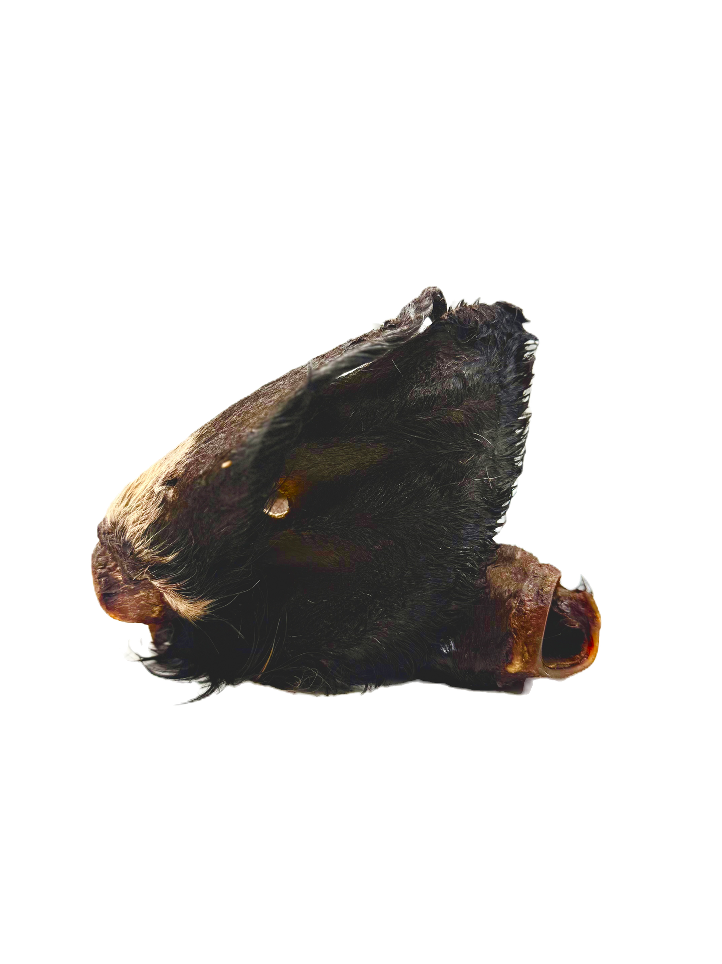 Cow Ears ( with hair)